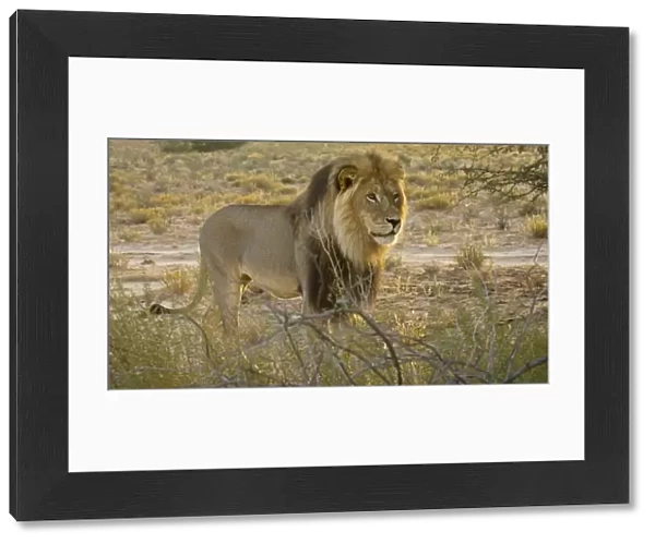 Lion - male in early morning light - Kgalagadi Transfrontier Park - Kalahari - South Africa - Africa