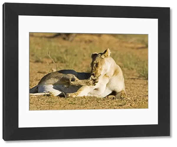 Lion - female licking and scratching herself - Kgalagadi Transfrontier Park - Kalahari - South Africa - Africa