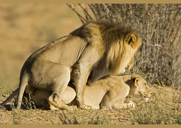 Lion - mating pair - Kgalagadi Transfrontier Park - Kalahari - South Africa - Africa