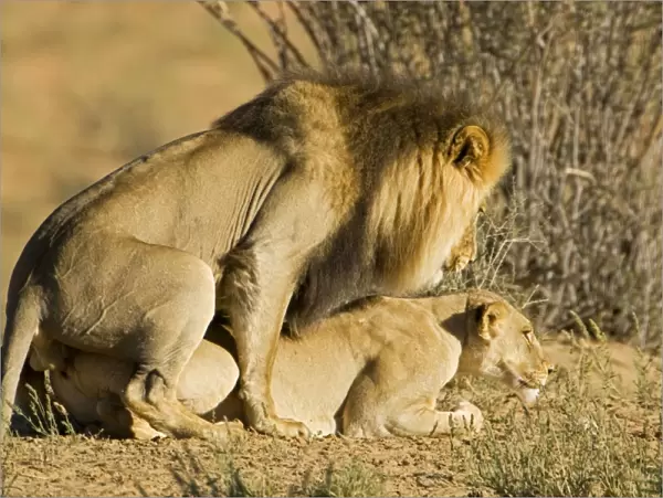 Lion - mating pair - Kgalagadi Transfrontier Park - Kalahari - South Africa - Africa