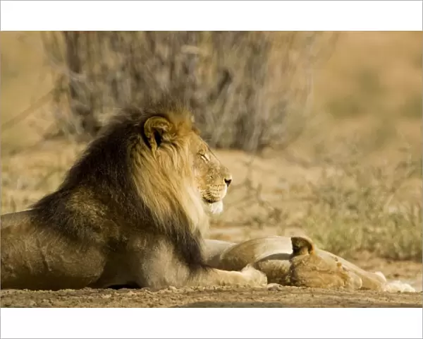 Lion - male with the female by his feet - Kgalagadi Transfrontier Park - Kalahari - South Africa - Africa