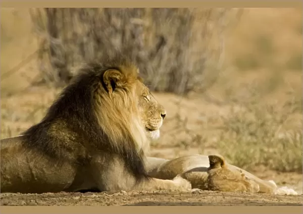 Lion - male with the female by his feet - Kgalagadi Transfrontier Park - Kalahari - South Africa - Africa