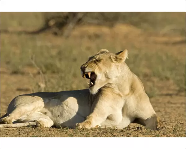 Lion - female showing her teeth - Kgalagadi Transfrontier Park - Kalahari - South Africa - Africa