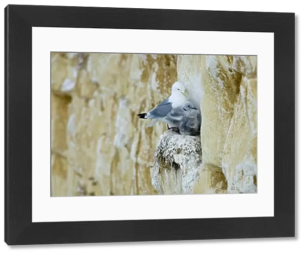 Kittiwake - adult and two chicks squeezed onto a cliff face nest - South Downs - East Sussex Coast - UK