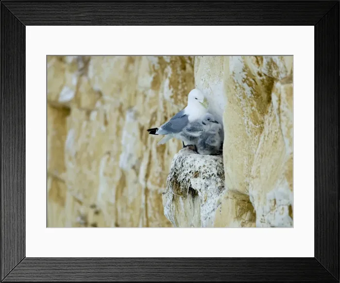 Framed Print : Kittiwake - adult and two chicks squeezed onto a cliff face nest - South Downs - East Sussex Coast - UK Framed Print : Kittiwake - adult and two chicks squeezed onto a cliff face nest - South Downs - East Sussex Coast - UK