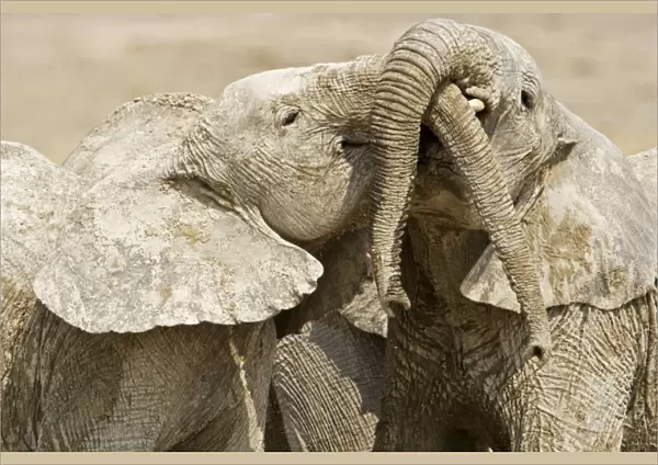 African Elephants - Juveniles Trunk-wrestling - Etosha National Park - Namibia - Africa