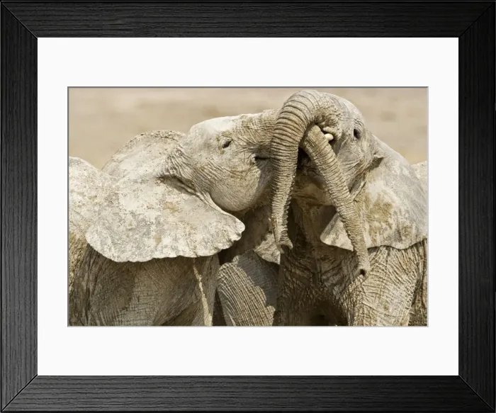 Framed Print : African Elephants - Juveniles Trunk-wrestling - Etosha National Park - Namibia - Africa Framed Print : African Elephants - Juveniles Trunk-wrestling - Etosha National Park - Namibia - Africa