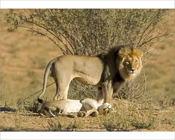 Lion - mating pair - the male standing over the female after mating