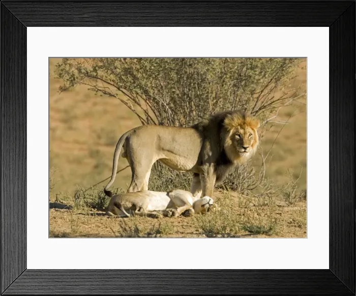 Framed Print : Lion - mating pair - the male standing over the female after mating Framed Print : Lion - mating pair - the male standing over the female after mating