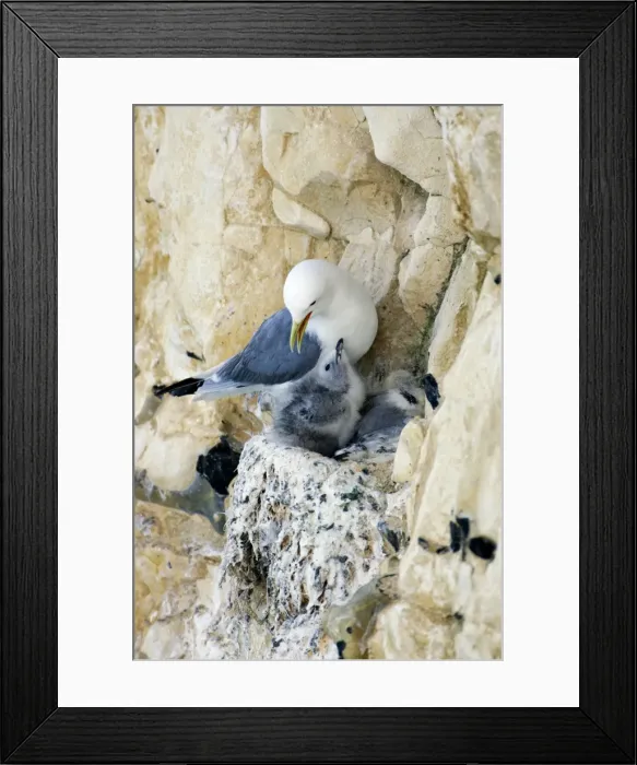 Framed Print : Kittiwake - adult on the nest with two chicks - South Downs - East Sussex Coast - UK Framed Print : Kittiwake - adult on the nest with two chicks - South Downs - East Sussex Coast - UK