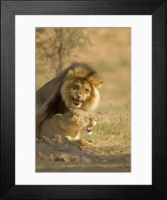 Framed Print : Lion - mating pair - Kgalagadi Transfrontier Park - Kalahari - South Africa - Africa Framed Print : Lion - mating pair - Kgalagadi Transfrontier Park - Kalahari - South Africa - Africa