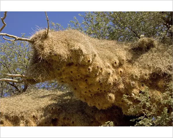 Communal Weaver Bird nest - Kalahari Desert - Kgalagadi National Park - South Africa