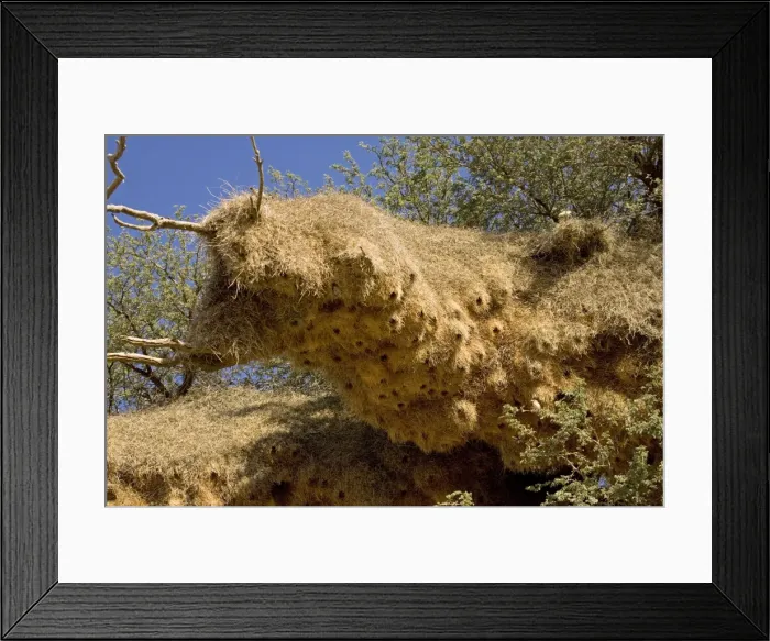 Framed Print : Communal Weaver Bird nest - Kalahari Desert - Kgalagadi National Park - South Africa Framed Print : Communal Weaver Bird nest - Kalahari Desert - Kgalagadi National Park - South Africa