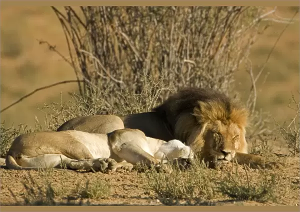 Lion - male and female lying side by side - after mating - Kgalagadi Transfrontier Park - Kalahari - South Africa - Africa