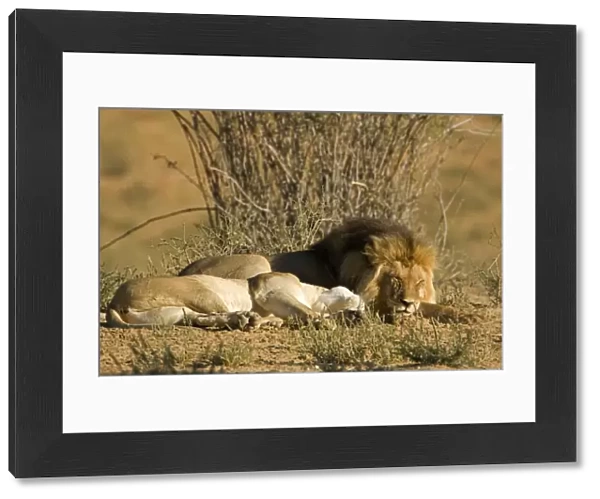 Lion - male and female lying side by side - after mating - Kgalagadi Transfrontier Park - Kalahari - South Africa - Africa
