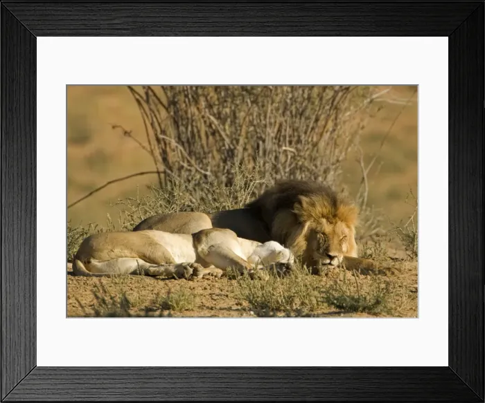 Framed Print : Lion - male and female lying side by side - after mating - Kgalagadi Transfrontier Park - Kalahari - South Africa - Africa Framed Print : Lion - male and female lying side by side - after mating - Kgalagadi Transfrontier Park - Kalahari - South Africa - Africa