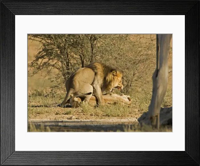 Framed Print : Lion - mating pair - the male snarls with the female twisting - Kgalagadi Transfrontier Park - Kalahari - South Africa - Africa