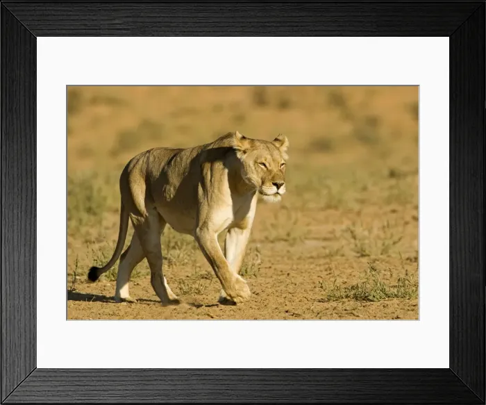 Framed Print : Lion - female - Kgalagadi Transfrontier Park - Kalahari - South Africa - Africa Framed Print : Lion - female - Kgalagadi Transfrontier Park - Kalahari - South Africa - Africa