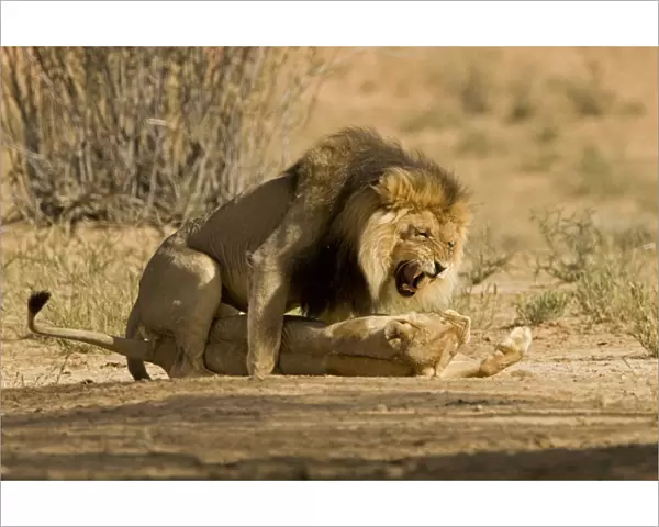 Lion - pair mating with the male snarling and biting the females head and neck Kgalagadi Transfrontier Park - Kalahari - South Africa - Africa