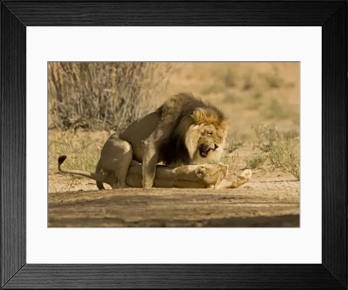 Framed Print : Lion - pair mating with the male snarling and biting the females head and neck Kgalagadi Transfrontier Park - Kalahari - South Africa - Africa Framed Print : Lion - pair mating with the male snarling and biting the females head and neck Kgalagadi Transfrontier Park - Kalahari - South Africa - Africa