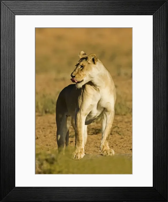 Framed Print : Lion - female - Kgalagadi Transfrontier Park - Kalahari - South Africa - Africa Framed Print : Lion - female - Kgalagadi Transfrontier Park - Kalahari - South Africa - Africa