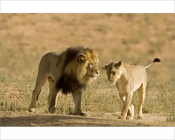 Lion - male approaching a female - Kgalagadi Transfrontier Park - Kalahari - South Africa - Africa