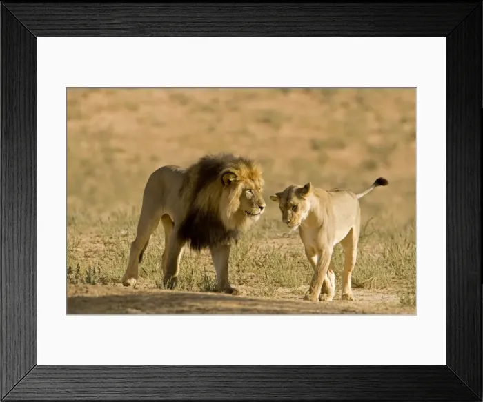 Framed Print : Lion - male approaching a female - Kgalagadi Transfrontier Park - Kalahari - South Africa - Africa Framed Print : Lion - male approaching a female - Kgalagadi Transfrontier Park - Kalahari - South Africa - Africa