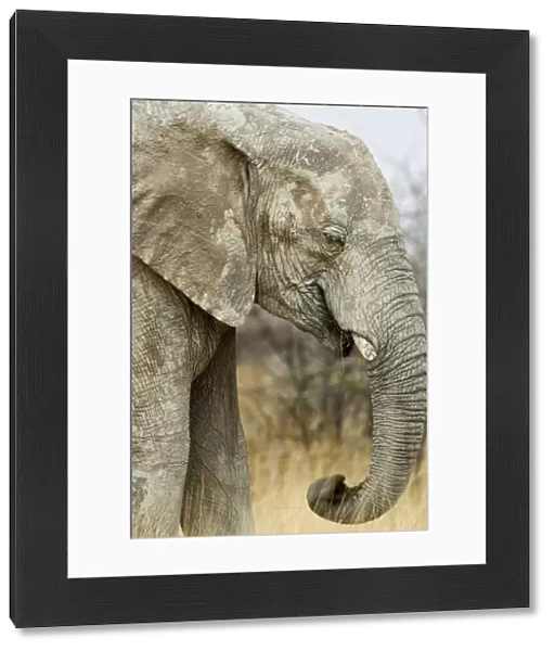 African Elephant - Portrait while feeding - Etosha National Park - Namibia - Africa