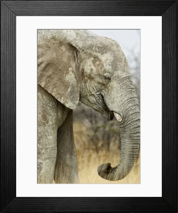 Framed Print : African Elephant - Portrait while feeding - Etosha National Park - Namibia - Africa Framed Print : African Elephant - Portrait while feeding - Etosha National Park - Namibia - Africa