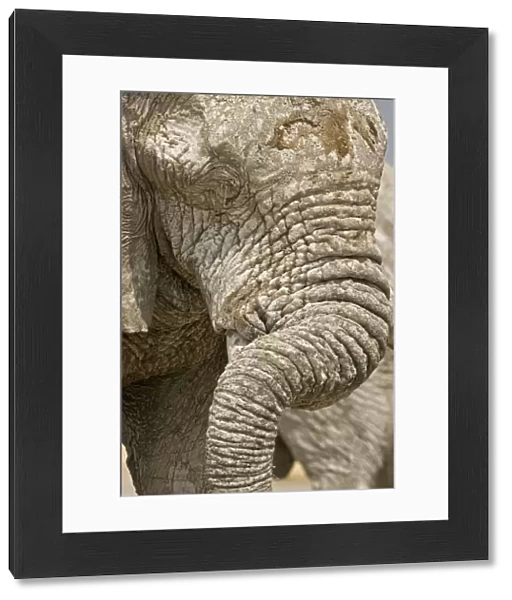 African Elephant - Portrait close up of trunk and eyes - Etosha National Park - Namibia - Africa