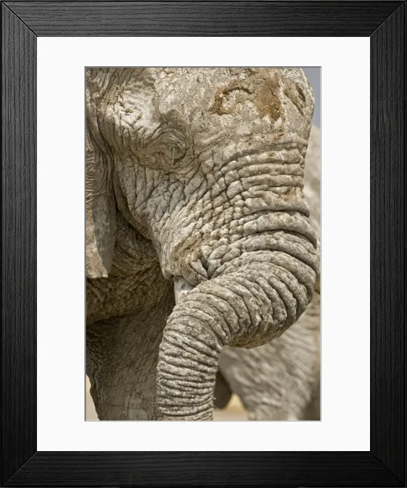 Framed Print : African Elephant - Portrait close up of trunk and eyes - Etosha National Park - Namibia - Africa Framed Print : African Elephant - Portrait close up of trunk and eyes - Etosha National Park - Namibia - Africa