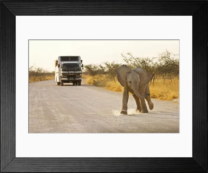 Framed Print : African Elephants - Etosha National Park - Namibia - Africa Framed Print : African Elephants - Etosha National Park - Namibia - Africa
