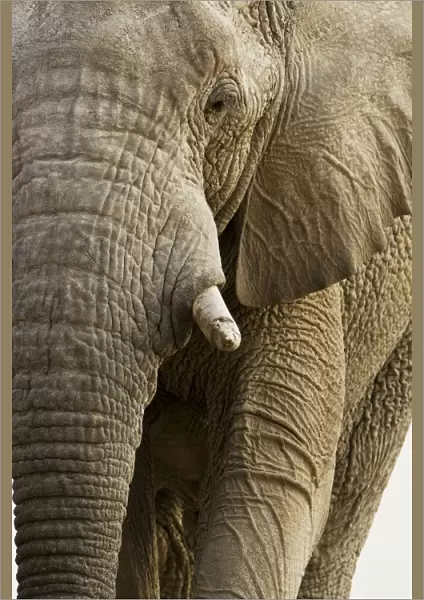 African Elephant - Portrait - Etosha National Park - Namibia - Africa
