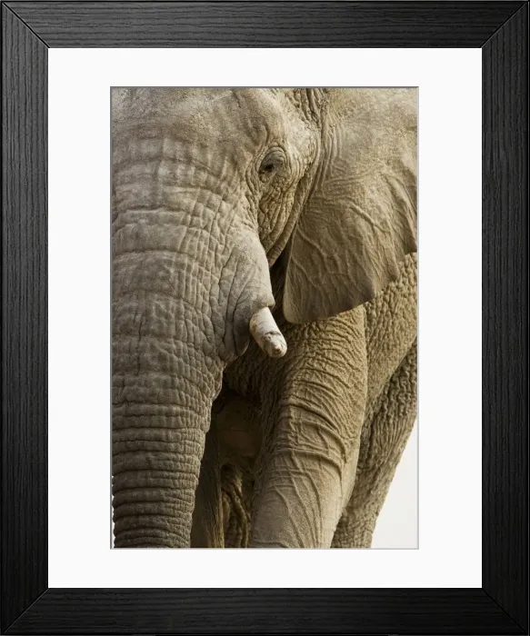 Framed Print : African Elephant - Portrait - Etosha National Park - Namibia - Africa Framed Print : African Elephant - Portrait - Etosha National Park - Namibia - Africa