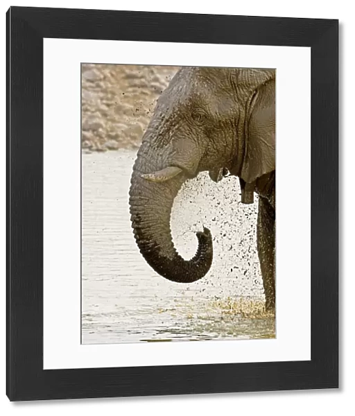 African Elephant - Portrait whilst spraying mud - Etosha National Park - Namibia - Africa