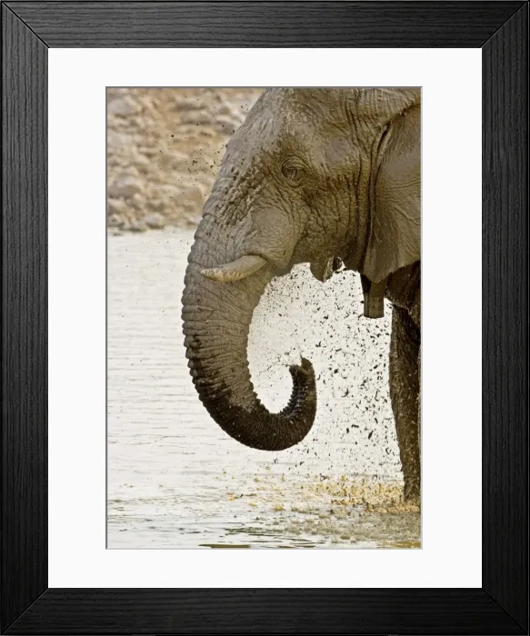 Framed Print : African Elephant - Portrait whilst spraying mud - Etosha National Park - Namibia - Africa Framed Print : African Elephant - Portrait whilst spraying mud - Etosha National Park - Namibia - Africa