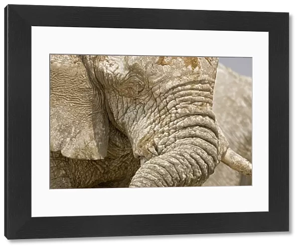 African Elephant - Portrait close up of trunk and eyes - Etosha National Park - Namibia - Africa