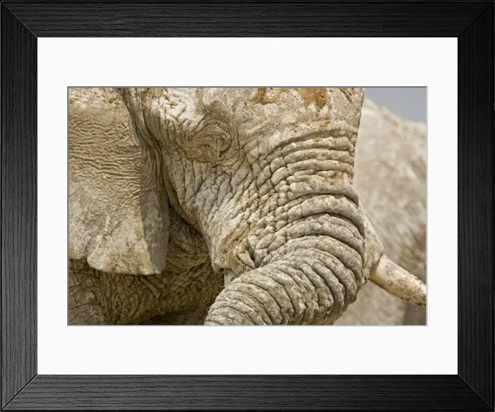 Framed Print : African Elephant - Portrait close up of trunk and eyes - Etosha National Park - Namibia - Africa Framed Print : African Elephant - Portrait close up of trunk and eyes - Etosha National Park - Namibia - Africa