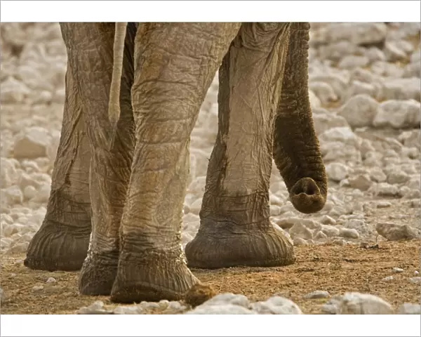African Elephant - Portrait of trunk and feet - Etosha National Park - Namibia - Africa