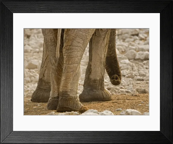 Framed Print : African Elephant - Portrait of trunk and feet - Etosha National Park - Namibia - Africa Framed Print : African Elephant - Portrait of trunk and feet - Etosha National Park - Namibia - Africa