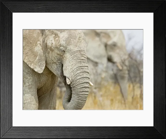 Framed Print : African Elephant - Portrait while feeding - Etosha National Park - Namibia - Africa Framed Print : African Elephant - Portrait while feeding - Etosha National Park - Namibia - Africa
