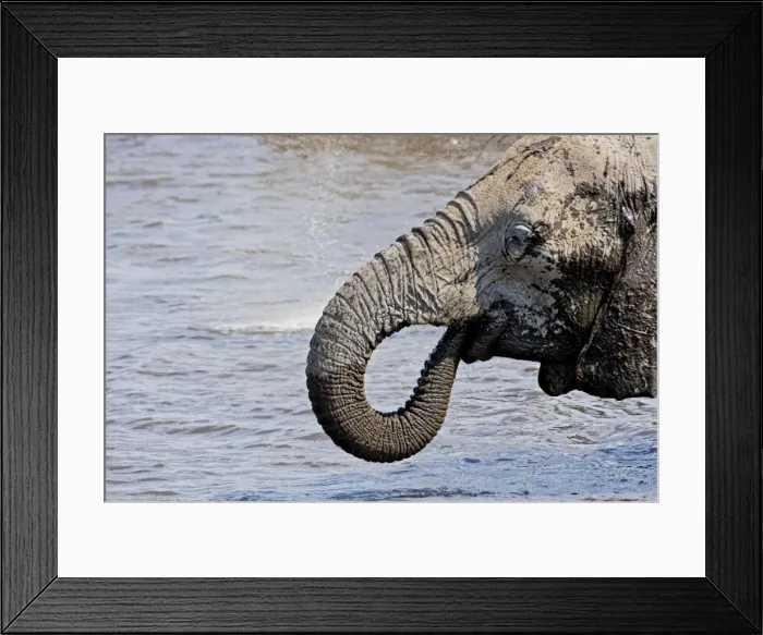 Framed Print : African Elephant - Head and Shoulder Portrait while drinking - Etosha National Park - Namibia - Africa Framed Print : African Elephant - Head and Shoulder Portrait while drinking - Etosha National Park - Namibia - Africa