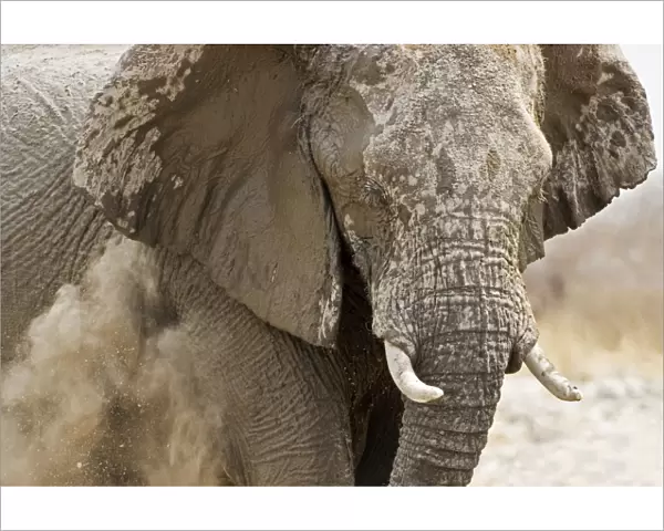 African Elephants - Etosha National Park - Namibia - Africa