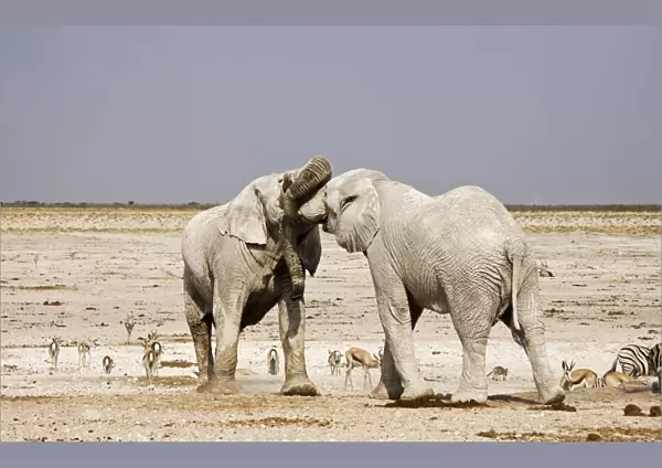 African Elephants -adults trunk-wrestling - Etosha National Park - Namibia - Africa