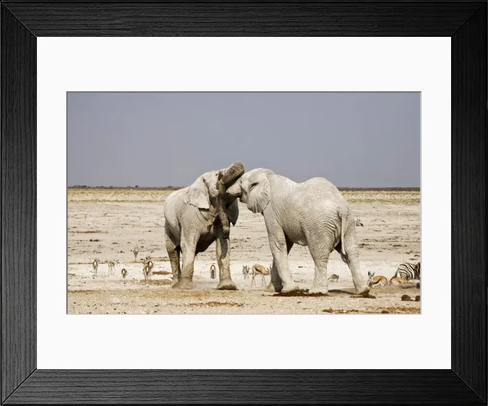 Framed Print : African Elephants -adults trunk-wrestling - Etosha National Park - Namibia - Africa Framed Print : African Elephants -adults trunk-wrestling - Etosha National Park - Namibia - Africa