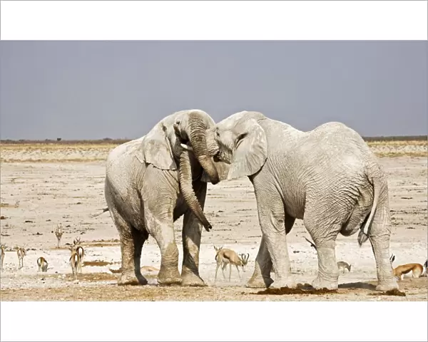 African Elephants - adults trunk-wrestling - Etosha National Park - Namibia - Africa