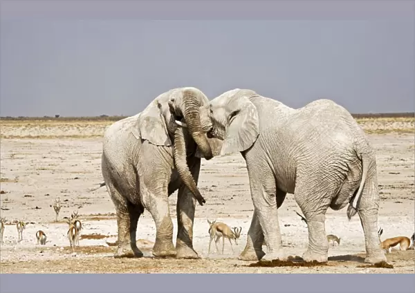 African Elephants - adults trunk-wrestling - Etosha National Park - Namibia - Africa