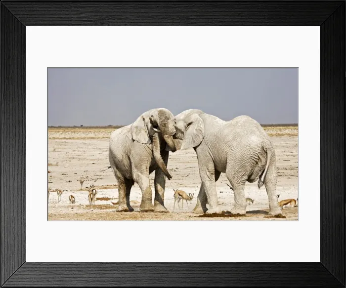 Framed Print : African Elephants - adults trunk-wrestling - Etosha National Park - Namibia - Africa Framed Print : African Elephants - adults trunk-wrestling - Etosha National Park - Namibia - Africa