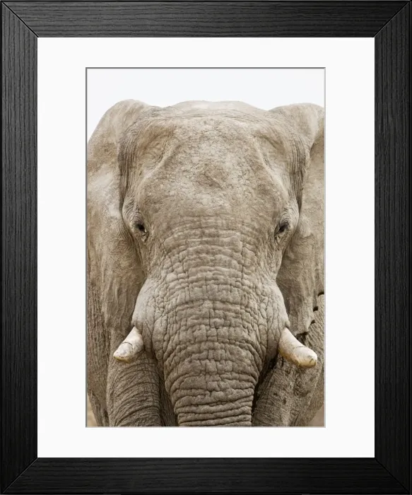 Framed Print : African Elephant - Portrait - Etosha National Park - Namibia - Africa