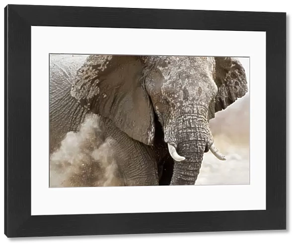 African Elephant - adult having a dust bath - Etosha National Park - Namibia - Africa